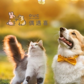OUC偶遇喜-標速方案網站設計